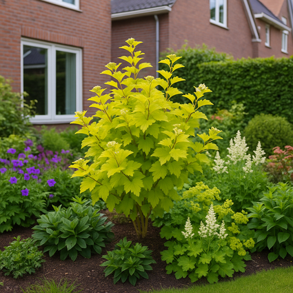 ai sfeerbeeld physocarpus darts s gold met astilbe en geraniums