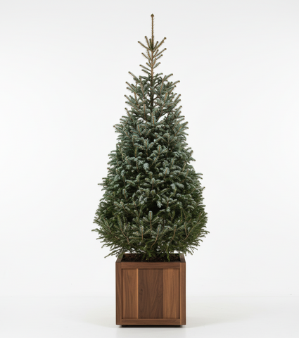 Echte kerstboom - Servische Spar - Picea Omorika