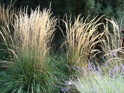 Biologisch Pijpestrootje - Molinia arund. 'Karl Foerster'