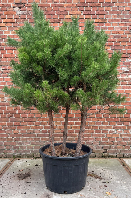 Grove den - Pinus sylvestris