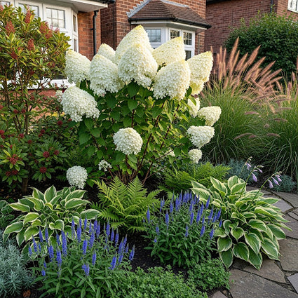 ai sfeerimpressie met leliegras, hosta's, varens, skimmia en lampenpoetsersgras.