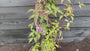 Lichtroze Bergbosrank - Clematis montana 'Rubens' Lichtroze Bergbosrank - Clematis montana 'Rubens'