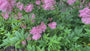 Moerasspirea - Filipendula rubra 'Venusta' Moerasspirea - Filipendula rubra 'Venusta'