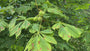 Witte paardenkastanje - Aesculus hippocastanum Witte paardenkastanje - Aesculus hippocastanum