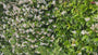 Toscaanse Jasmijn (Wit) - Trachelospermum jasminoides (Sterjasmijn) Toscaanse Jasmijn (Wit) - Trachelospermum jasminoides (Sterjasmijn)