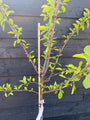 Pruimenboom - Prunus domestica 'Opal' Pruimenboom - Prunus domestica 'Opal'