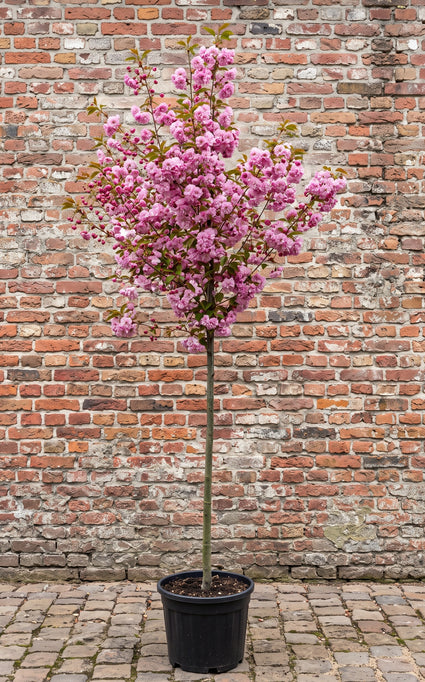 Japanse sierkers (Roze, Hoogstam) - Prunus serrulata 'Kanzan'