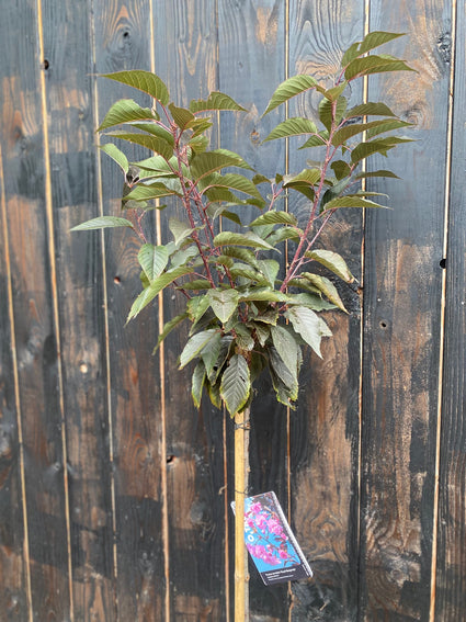 Japanse sierkers op stam 120 cm (Roze) - Prunus serrulata 'Royal Burgundy'