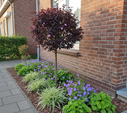 Rode Kerspruim boompje op stam - Prunus Cerasifera 'Nigra' halfstam