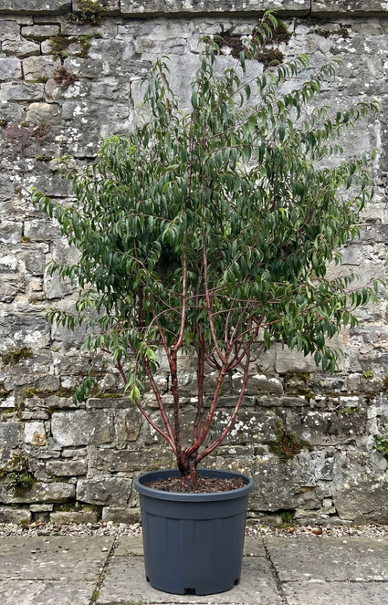 Tibetaanse sierkers - Prunus serrula meerstammig