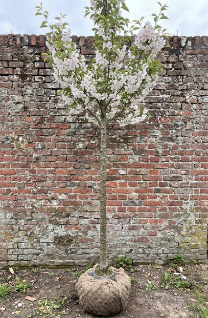Japanse sierkers (Wit, Hoogstam) - Prunus 'Umineko'