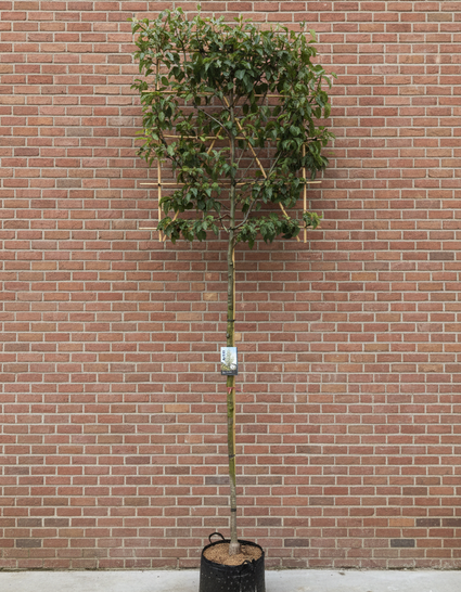 Lei sierpeer - Pyrus Calleryana 'Chanticleer'