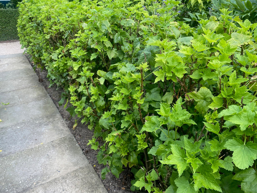 Zwarte bes - Ribes nigrum 'Titania' Zwarte bes - Ribes nigrum 'Titania'
