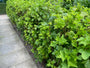 Zwarte bes - Ribes nigrum 'Titania' Zwarte bes - Ribes nigrum 'Titania'