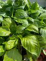 Paprika - Capsicum annuum - Rode paprika Paprika - Capsicum annuum - Rode paprika