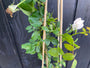 Grootbloemige klimroos (licht roze) - Rosa 'New Dawn' Grootbloemige klimroos (licht roze) - Rosa 'New Dawn'