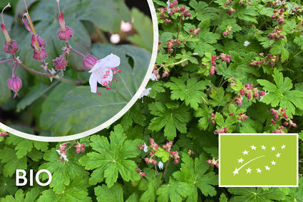 Biologische Rotsooievaarsbek - Geranium macrorrhizum 'Spessart'
