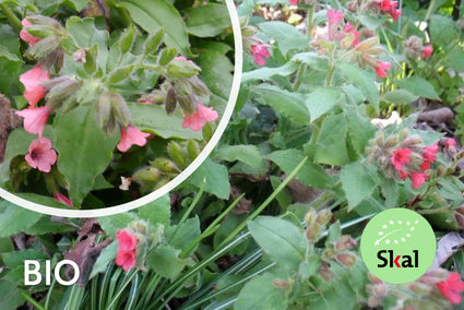 Biologische Longkruid - Pulmonaria rubra