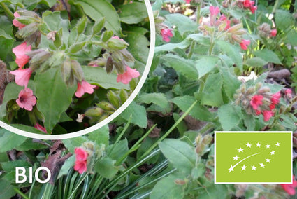 Biologische Longkruid - Pulmonaria rubra