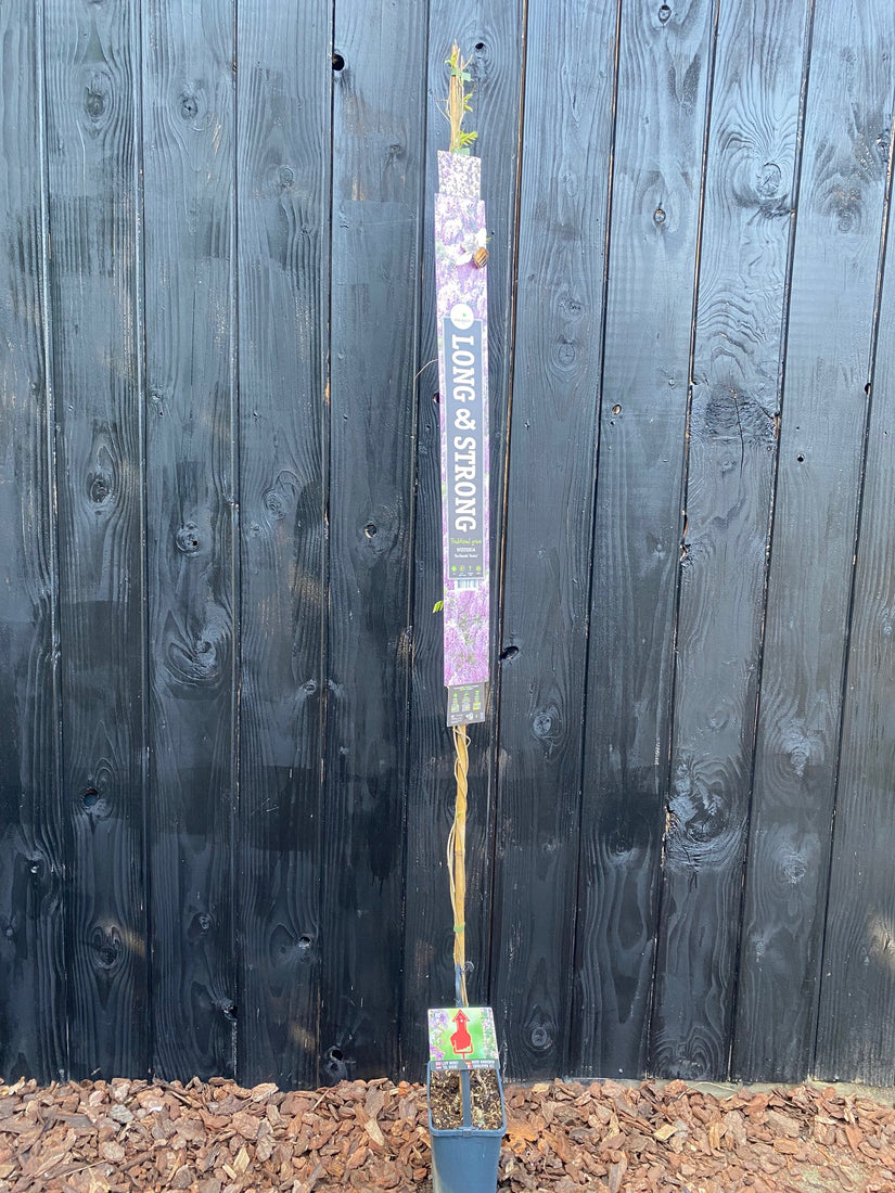 roze wisteria extra lang 190 cm c5 pot roze wisteria extra lang 190 cm c5 pot