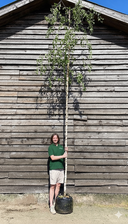 Ruwe berk - Betula pendula (treurberk)