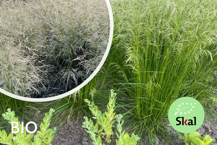 Biologische Ruwe Smele - Deschampsia caespitosa (Inheems)