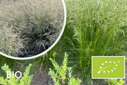 Biologische Ruwe Smele - Deschampsia caespitosa (Inheems)