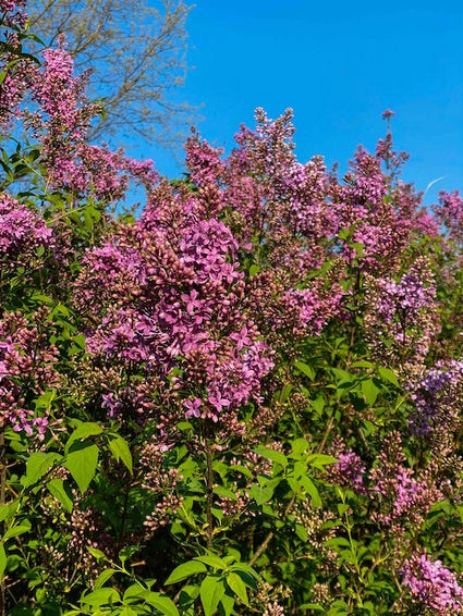 Gewone Sering - Syringa vulgaris 'Charles Joly'