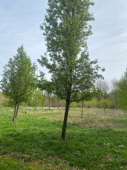 Hoogstam Chinese Sierpeer - Pyrus Calleryana 'Chanticleer'