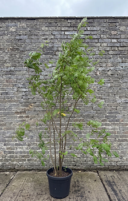 Wilde Lijsterbes Meerstammig - Sorbus aucuparia (Gewone Lijsterbes)