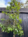 Steeneik op hoge stam - Quercus ilex (wintergroene hoogstam boom) Steeneik op hoge stam - Quercus ilex (wintergroene hoogstam boom)