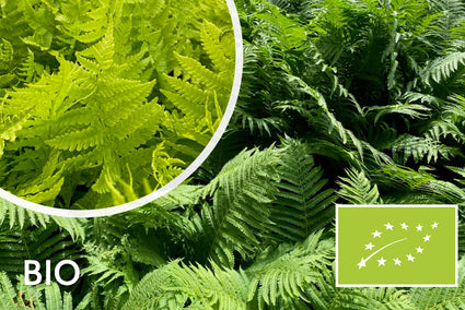 Biologische Struisvaren - Matteuccia struthiopteris (Inheems)