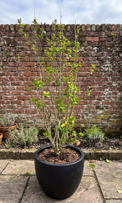 Gewone Sering - Syringa vulgaris 'Sensation'