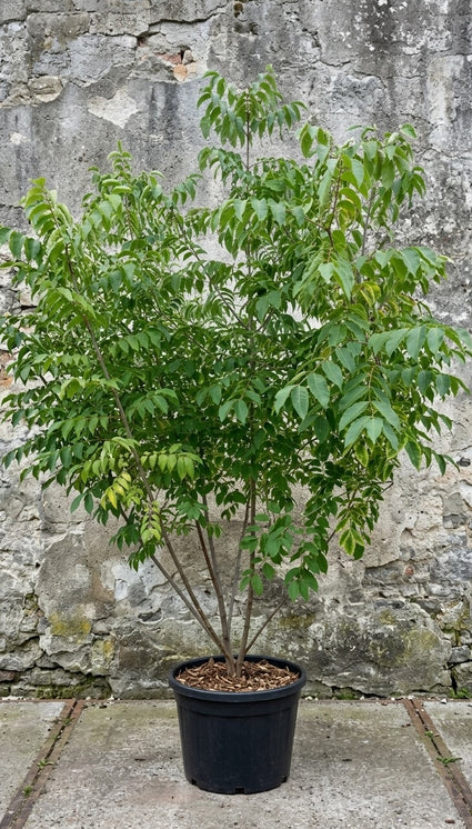 Bijenboom (Meerstammig) - Tetradium daniellii