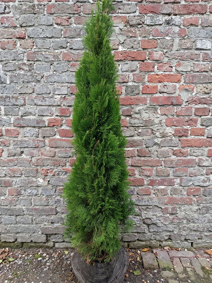 Westerse levensboom - Thuja occidentalis 'Smaragd'