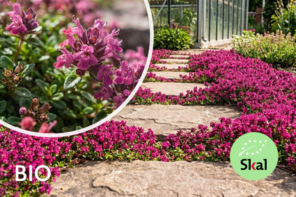 Biologische Kruiptijm - Thymus praecox 'Red Carpet'