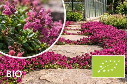 Biologische Kruiptijm - Thymus praecox 'Red Carpet'