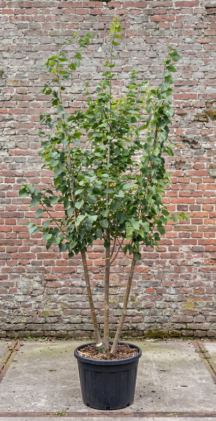Kleinbladige linde (Struikvorm) - Tilia cordata