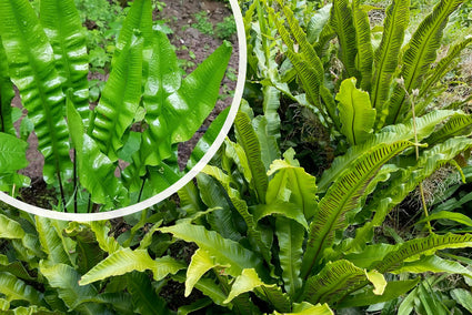 Tongvaren (wintergroen) - Asplenium Scolopendrium