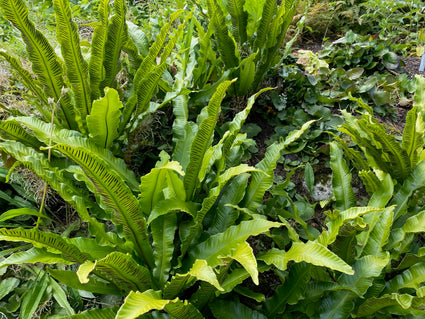 Tongvaren (wintergroen) - Asplenium Scolopendrium
