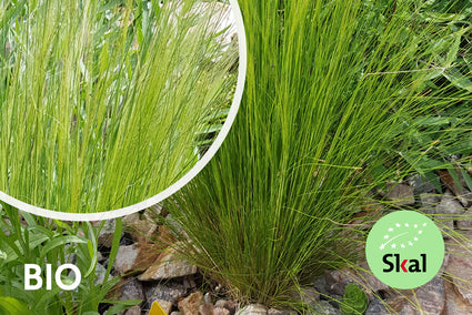 Biologisch Mexicaans Vedergras - Stipa tenuissima