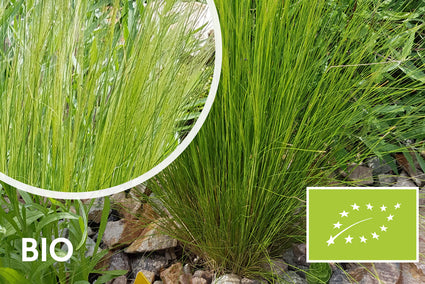 Biologisch Mexicaans Vedergras - Stipa tenuissima 'Ponytails'