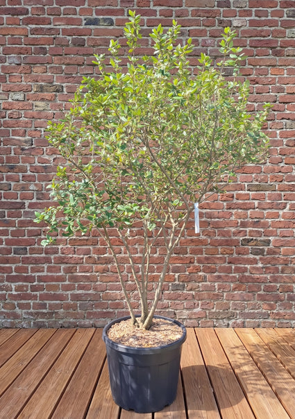 Sneeuwbal - Viburnum x Burkwoodii