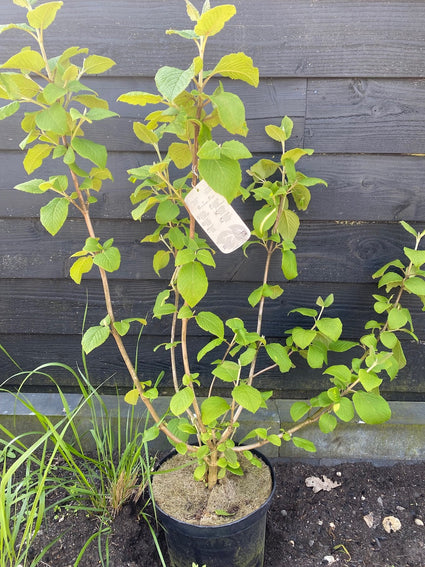 Wollige sneeuwbal - Viburnum Lantana (inheemse struik)