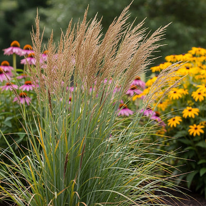Vingergras - Panicum virgatum