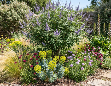 Monnikspeper - Vitex agnus castus