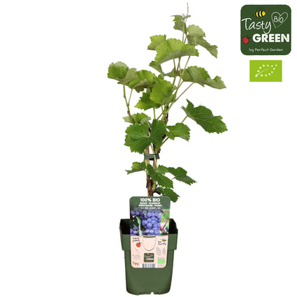 Biologische Druif (wit) - Vitis Boskoop Glory