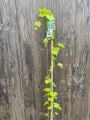 vitis boskoop glory blauwe druif plant extra lang c5 150-175 cm
 vitis boskoop glory blauwe druif plant extra lang c5 150-175 cm