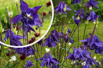 Wilde akelei (Hoogte 70 cm) - Aquilegia vulgaris