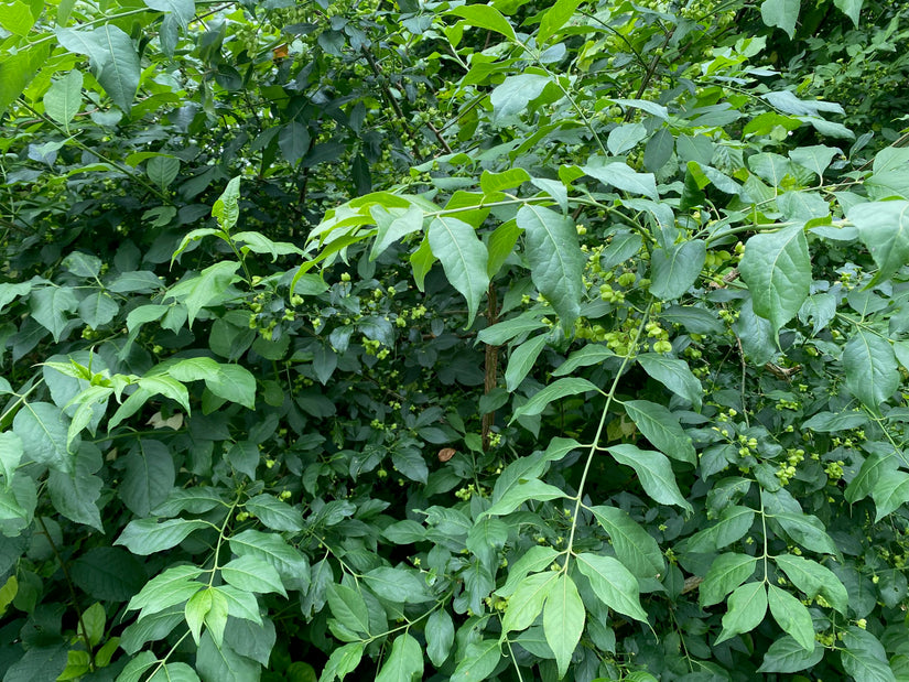 Wilde kardinaalsmuts - Euonymus europaeus Wilde kardinaalsmuts - Euonymus europaeus